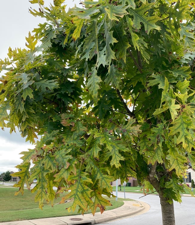 6qWZZ6w-scaled-e1583531224472