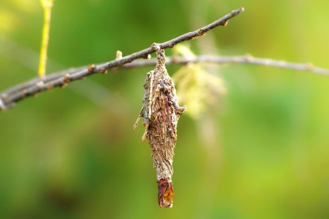 bagworm hanging from tree