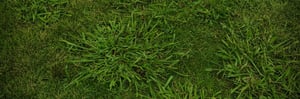 grassy-weeds-1-1206x400