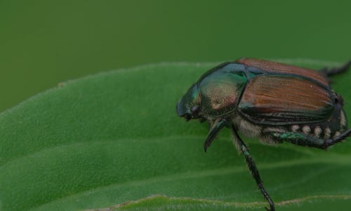 japansese-beetle-e1597686847203-500x300