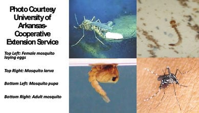 mosquitos-e1583764204844