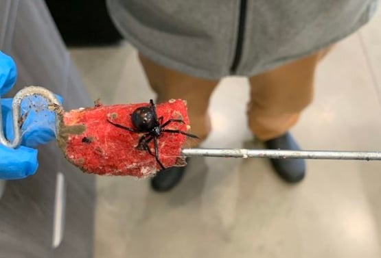 wPD9cc-w-scaled-e1583760742909