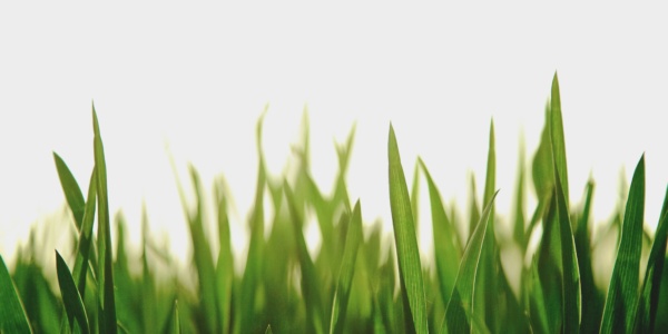 Fescue Green Grass